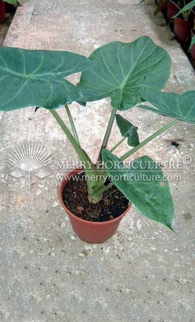 Alocasia caderiii  (150 Pot)